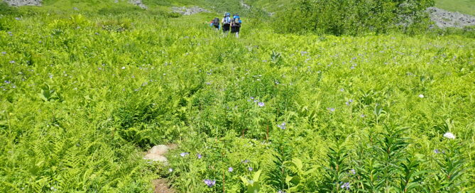 small group of people hiking with backpacks up a green trail