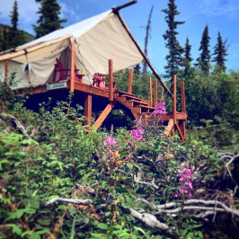 glamping tent fireweed
