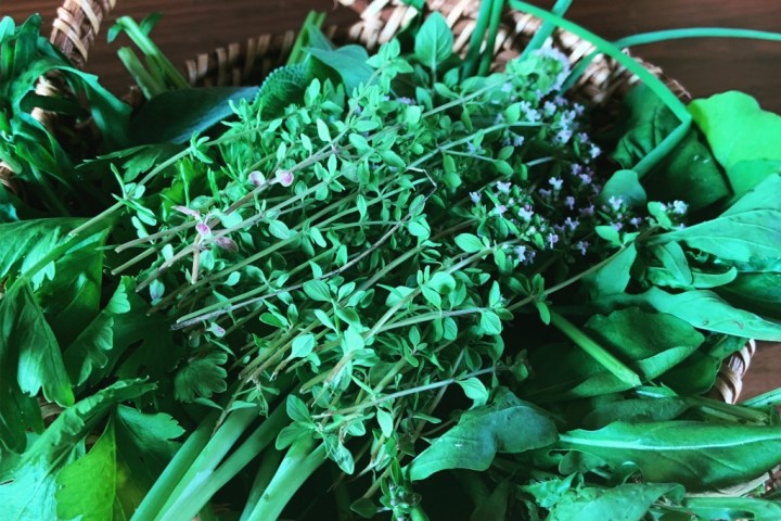 herbs from the garden