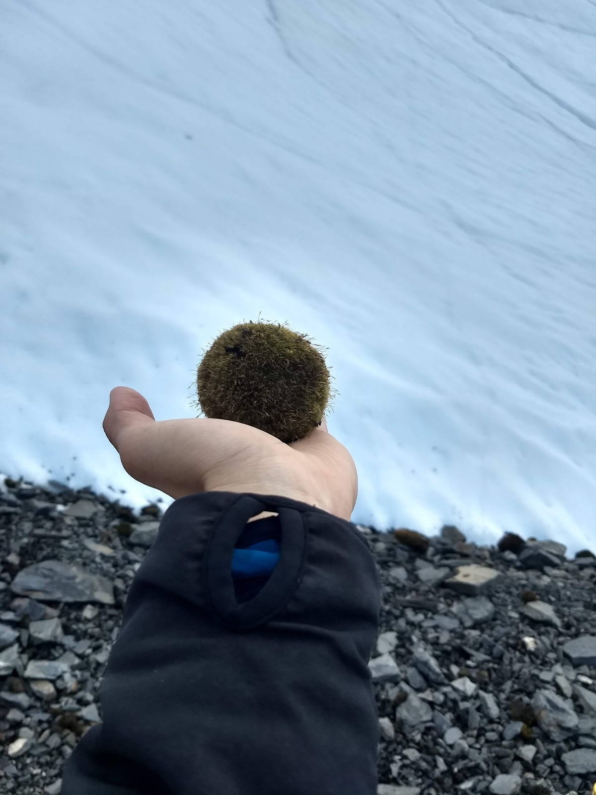 Glacier Mice holding glacier moss in Alaksa