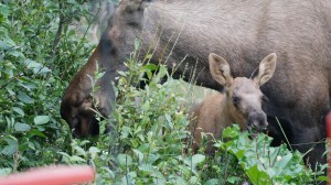 an animal eating grass